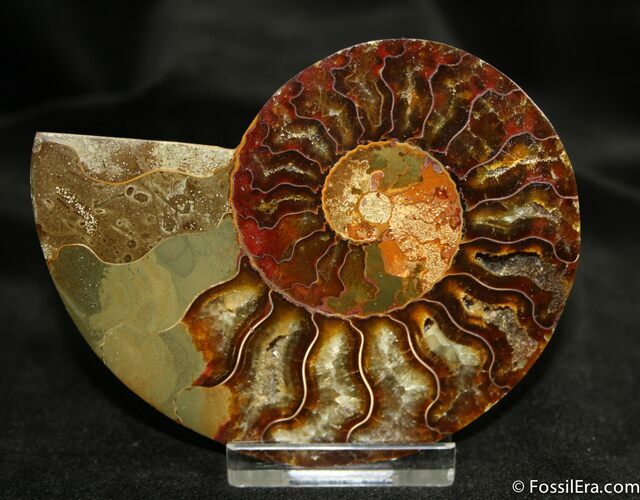 Inch Cleoniceras Ammonite (Half) #1453